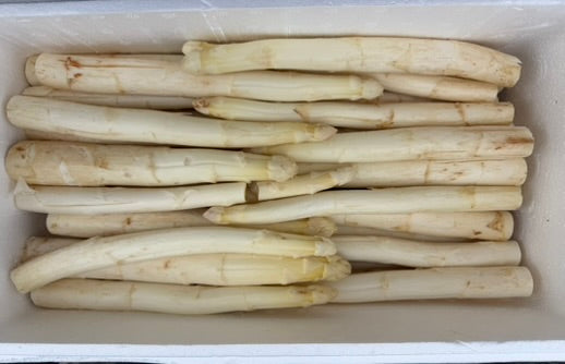 French White Asparagus