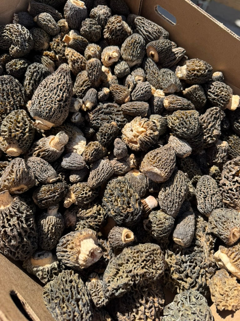 Morel (GREY)