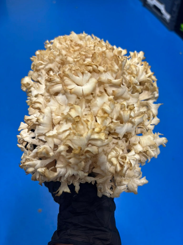 Cauliflower Mushroom