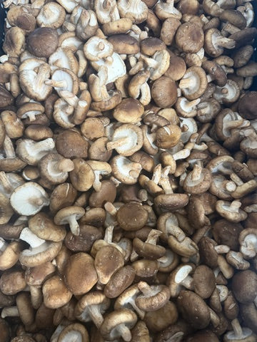 Shiitake