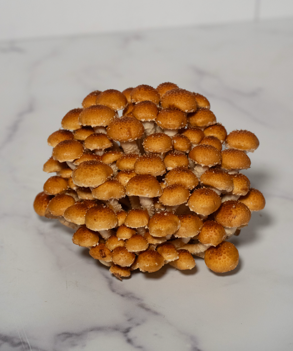 Chestnut