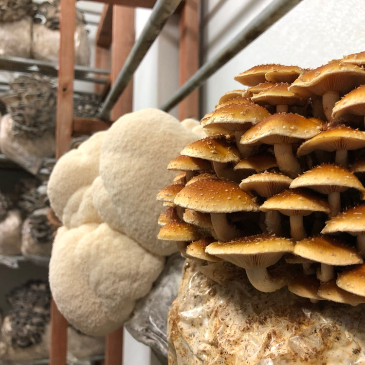 Fruit Your Own Mushroom Kits