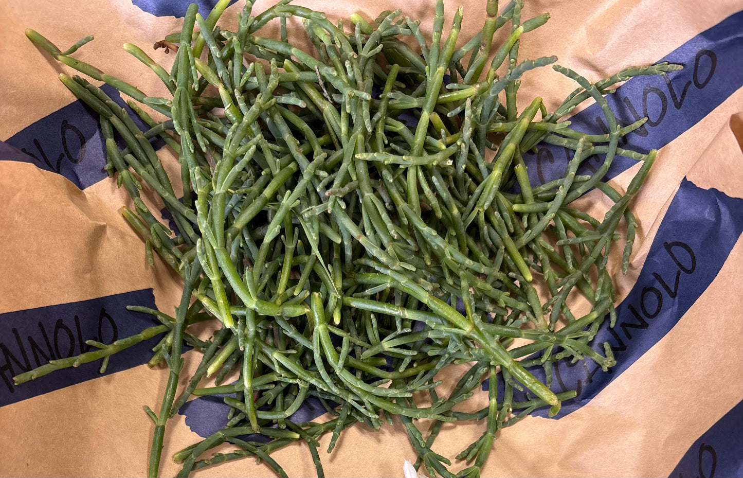 Sea Beans