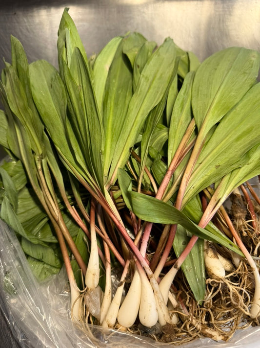 Ramp Bulb