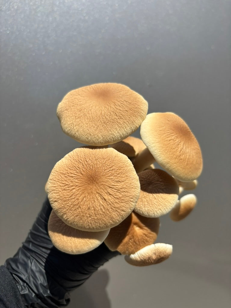 Pioppino Mushroom