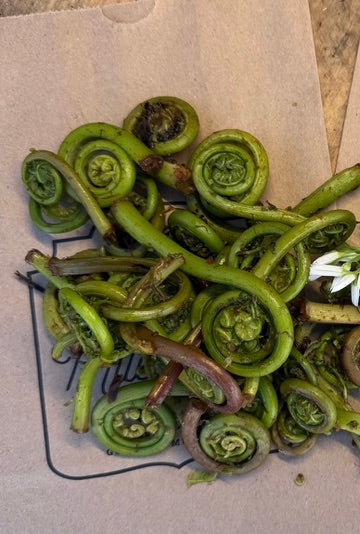 Fiddleheads