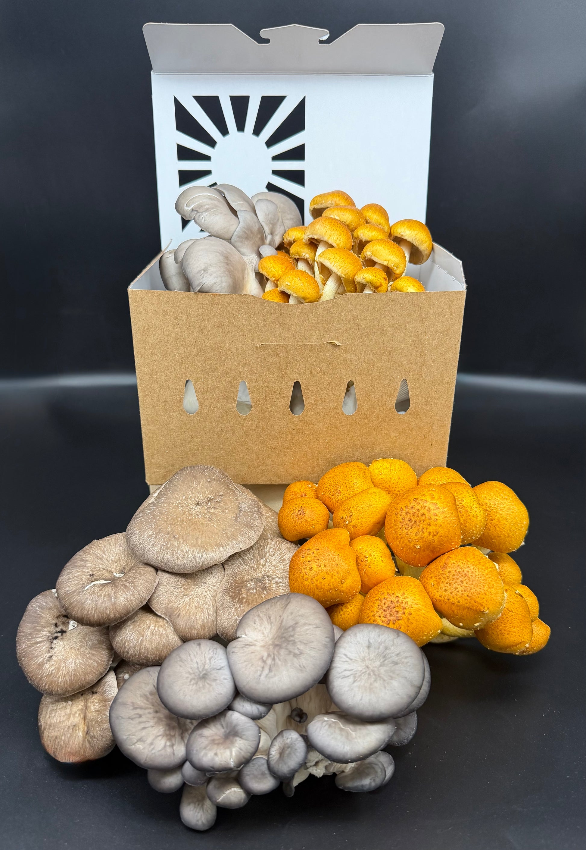 Two clusters of mushrooms displayed in front of a brown cardboard grow bag with a white lid, set against a dark gray background. The left cluster consists of large, smooth gray-brown mushrooms, and the right cluster consists of small, bright orange-yellow mushrooms.