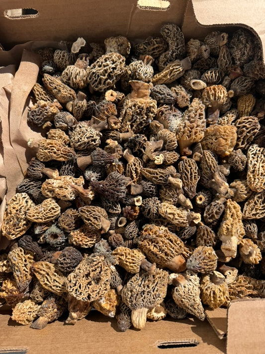 Morel (Burn/ Natural)