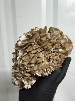 Maitake
