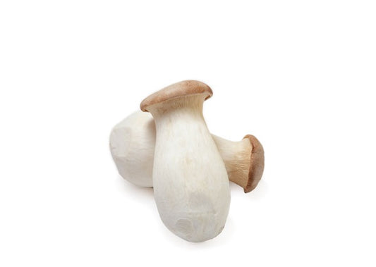 King Trumpet Fruiting Block