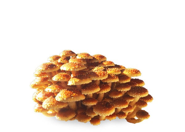 Chestnut Fruiting Block