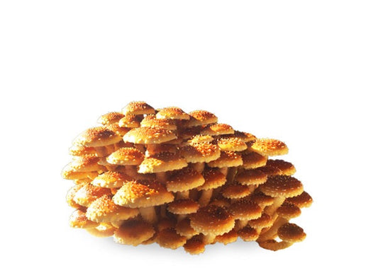 Chestnut Fruiting Block
